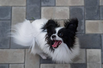 前视图帕皮利翁狗人行道上肖像黑色的白色大陆猎犬