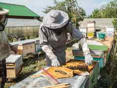 养蜂人删除蜂窝蜂巢人养蜂人西装采取蜂蜜蜂巢农民穿蜜蜂西装工作蜂窝养蜂场养蜂农村有机农业