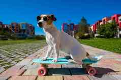 杰克罗素梗狗太阳镜游乐设施滑板在户外阳光明媚的夏天一天