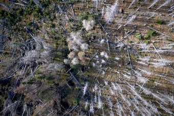 死腐烂的森林影响树皮甲虫侵扰
