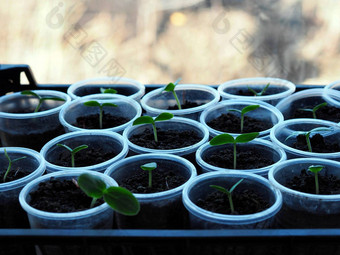 植物背景新发芽年轻的黄瓜<strong>豆芽</strong>种植塑料容器概念日益增长的<strong>有机</strong>蔬菜幼苗塑料回收产品