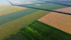 农业字段场成熟的小麦农业作物