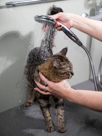 女人洗虎斑灰色的猫梳理沙龙