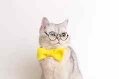 关闭迷人的白色猫黄色的弓领带眼镜白色背景