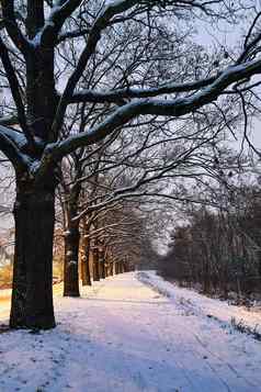 风景如画的小巷大树冬天晚上