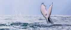 鲸鱼尾巴座头鲸鲸鱼游泳科斯塔黎加