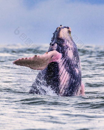 鲸<strong>鱼尾巴</strong>座头鲸鲸鱼游泳科斯塔黎加