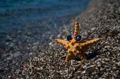海星太阳镜卵石海滩海