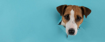 有趣的狗动物的鼻口杰克罗素梗棒洞蓝色的纸板背景<strong>宽屏</strong>