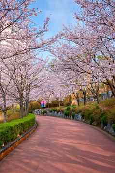 盛开的樱花樱桃开花小巷公园