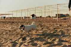 小白色狗运行沙子海滩