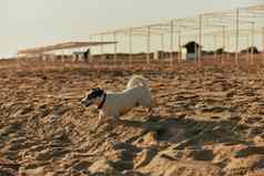 小白色狗运行沙子海滩