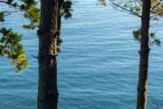 松柏科的树松果日益增长的树干onbackground海
