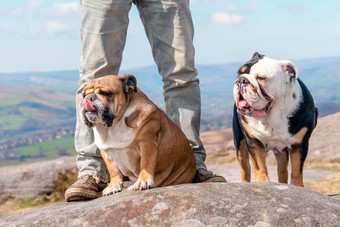 快乐养老金领取者英语斗牛犬前山走峰区秋天一天狗培训免费的时间退休