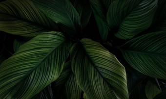 特写镜头绿色叶子热带植物花园密集的黑暗绿色叶美模式纹理背景绿色叶子水疗中心背景绿色壁纸前视图观赏植物花园