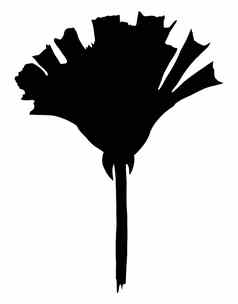 手画花轮廓黑色的花插图