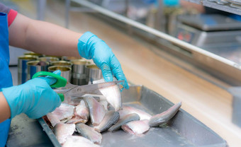 工人工作罐头食物工厂食物行业罐头鱼工厂工人的手切割<strong>沙丁鱼</strong>填满罐工人食物处理生产行食物制造业行业