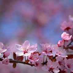 春天美丽的开花日本樱桃樱花色彩斑斓的背景花太阳春天一天