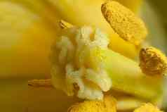 黄色的郁金香花背景宏摄影软