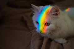 白色毛茸茸的猫彩虹光脸