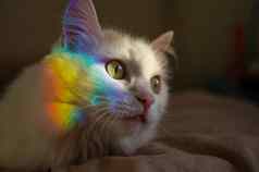 白色毛茸茸的猫谎言卧室彩虹脸