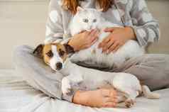 高加索人女人持有白色毛茸茸的猫杰克罗素梗狗坐着床上红发女孩拥抱宠物
