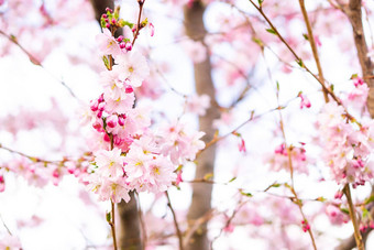美丽的分支机构粉红色的开花水果树关闭春天<strong>樱桃</strong>嫩枝阳光
