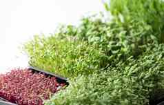 概念健康的饮食日益增长的在盒子红色的苋属植物芥末芝麻菜豌豆香菜首页白色窗台上