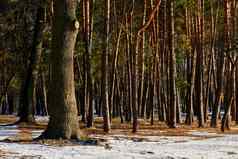 橡木树干年轻的松树森林阳光明媚的冬天一天
