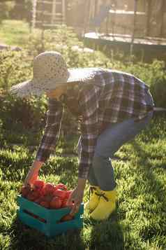 勤劳的年轻的女人园丁稻草他选择收获盒子西红柿阳光明媚的夏天一天概念有机农业蔬菜日益增长的