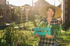女人园丁稻草他选择收获盒子蔬菜阳光明媚的夏天一天概念有机农业蔬菜日益增长的