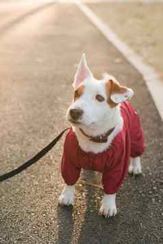 肖像可爱的杰克罗素狗西装走秋天公园复制空间空的地方文本小狗宠物穿着毛衣走