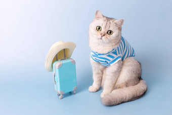 可爱的白色猫蓝色的条纹t恤坐着小蓝色的手提箱稻草他