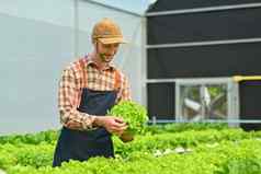 高加索人男人。农民收获新鲜的绿色橡木生菜有机蔬菜水培法农场