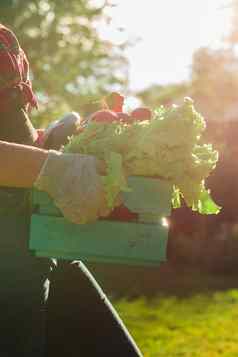 农民女人持有木盒子完整的新鲜的生蔬菜篮子蔬菜卷心菜胡萝卜黄瓜萝卜沙拉大蒜胡椒女手
