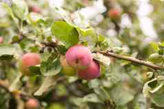 培养苹果树工业环境商业目的