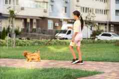 女孩玩马尔蒂普狗maltese-poodle品种