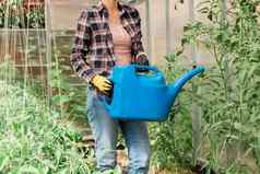 女人花园浇水水域植物绿色西红柿园艺温室概念