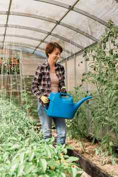 女人花园浇水水域植物绿色西红柿园艺温室概念