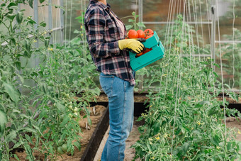 农民女人持有木盒子完整的新鲜的生蔬菜温室篮子蔬菜卷心菜胡萝卜黄瓜萝卜沙拉大蒜胡椒女手