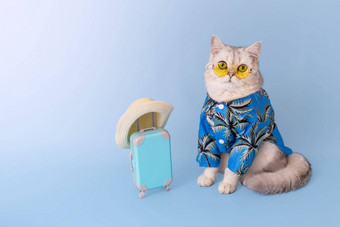白色猫蓝色的衬衫黄色的眼镜坐着小蓝色的手提箱