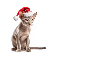 猫红色的圣诞老人老人帽子孤立的白色背景sphynx品种猫圣诞老人老人他横幅复制cpation