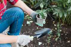 手女人园丁手套持有幼苗小苹果树手准备植物地面树种植概念