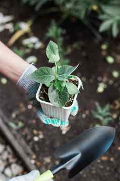 手女人园丁手套持有幼苗小苹果树手准备植物地面树种植概念