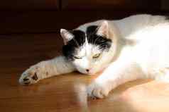 大脂肪白色猫说谎地板上太阳