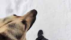 狗德国牧羊人冬天一天人类猎人安全警卫警察白色雪周围的大东部欧洲狗我看到老板猎人警察