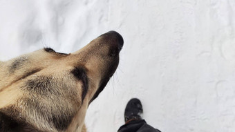 狗德国牧羊人冬天一天人类猎人安全警卫警察白色雪周围的大东部欧洲狗我看<strong>到老</strong>板猎人警察