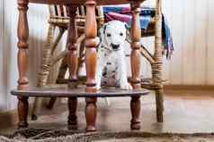 小美丽的达尔马提亚小狗摆姿势动物生活方式概念品种兽医动物护理宠物平静健康的可爱的发现了达尔马提亚狗肖像