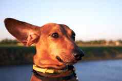 动物的鼻口红色的狗长耳朵特写镜头