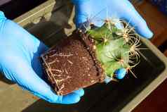 移植室内植物多刺的仙人掌能手